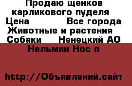 Продаю щенков карликового пуделя › Цена ­ 2 000 - Все города Животные и растения » Собаки   . Ненецкий АО,Нельмин Нос п.